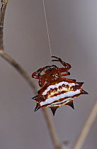 Spinybacked Orb-weaver Spider (Gasteracantha cancriformis) their abdomen, or opisthosoma, is heavily sclerotized and armed with hard spines possibly to protect against birds and lizards, Dominican Rep...