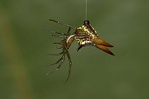 Spiny Spider (Micrathena obtusospina) hanging from silk tread, Dominican Republic