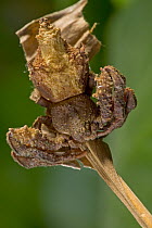Crab Spider (Stephanopis sp) on twig, Costa Rica