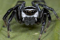 Jumping Spider (Phiale formosa) showing multiple eyes and palps, Costa Rica
