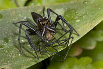Jumping Spider (Bathippus sp) eating prey, Solomon Islands