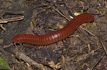 Millipede on forest floor, Costa Rica