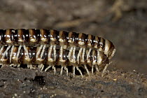 Millipede males often guard their mates by riding on their backs, Costa Rica