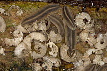 Millipede (Polydesmus sp) group, Costa Rica