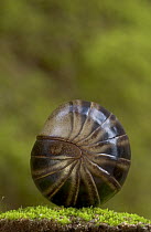 Pill Millipede curled up in defensive posture, Madagascar