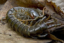 Centipede (Scolopendra sp) amid leaf litter, Solomon Islands