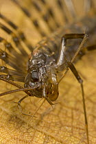 Centipede (Scutigera sp) cleaning its foot, Costa Rica
