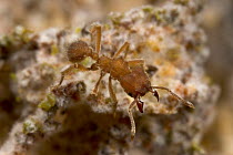 Ant (Sericomyrmex amabilis) on fungus garden, white clumps are gongylidia - the nutritious fungal growths consumed by the ants which sprout from the matrix of leaf matter, Costa Rica