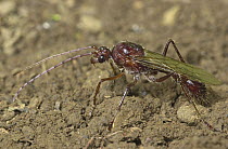 Bullet Ant (Paraponera clavata) winged male portrait, Costa Rica