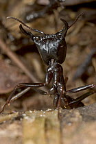 Safari Ant (Dorylus sp) soldier with jaws open in defensive display, Guinea