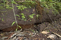 Army Ant (Eciton hamatum) colony composed of thousands of living ants, Costa Rica