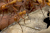 Army Ant (Eciton hamatum) soldiers, like all workers in the colony, are non-reproductive females, Costa Rica