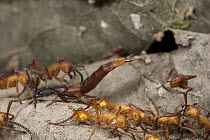 Rove Beetle (Staphylinidae) is tolerated by Army Ants (Eciton hamatum) by mimicking their chemical signals, Costa Rica