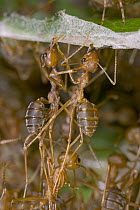 Weaver Ant (Oecophylla longinoda) workers pulling together leaves and holding them in place until other individuals bring the living tubes of glue, their own larvae, Guinea, West Africa