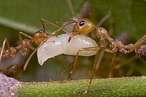 Weaver Ant (Oecophylla longinoda) worker pair with larvae which have silk-producing glands and if gently squeezed by workers, they can apply it to leaves like glue, Guinea, West Africa