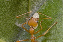 Weaver Ant (Oecophylla longinoda) worker gently squeezing larvae for silk glue used to bind leaves into a nest, Guinea, West Africa