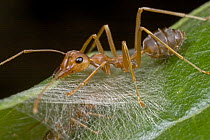 Weaver Ant (Oecophylla longinoda) worker ant on silk glue holding nest together, Guinea, West Africa