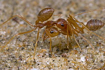 Weaver Ant (Oecophylla longinoda) worker carrying younger worker to new nest, Guinea, West Africa
