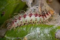 Gossamer-winged Butterfly (Lycaenidae) caterpillar, tolerated by Weaver Ants in exchange for honeydew, Guinea, West Africa