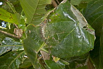 Weaver Ant (Oecophylla longinoda) nest of leaves and silk glue and caterpillar, Guinea, West Africa