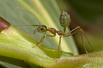 Green Tree Ant (Oecophylla smaragdina) worker guarding Treehopper nymph which excretes honeydew, Australia