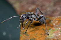 Spiny Ant (Polyrhachis sp) worker, presumed model for ant mimicking katydids and spiders, Guinea, West Africa