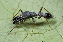 Ant-mimic Jumping Spider (Myrmarachne formicaria) on leaf, Guinea, West Africa