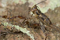Ant (Odontomachus hastatus) pair attacking Cricket (Aclodes sp), Costa Rica