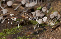 Cricket (Phalangopsis sp) with mushrooms in the background, Costa Rica