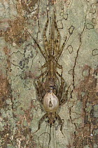 Cricket (Paragryllus sp) molting, showing insect emerging from cuticle, Costa Rica, sequence 2 of 4