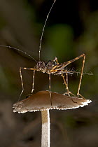 Cricket (Phalangopsis sp) on mushroom, Costa Rica
