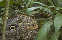 Forest Giant-Owl (Caligo eurilochus) butterfly showing false eye spots, Costa Rica