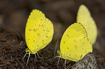 Common Grass Yellow (Eurema hecabe) butterfly males gather on pile of dung to sip minerals, Guinea, West Africa