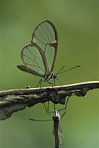 Nymphalid Butterfly (Pteronymia sp) males collecting toxic plant metabolites used to produce pheromones and to make their bodies unpalatable, Brazil
