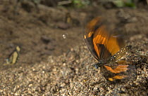 Althoff's Acraea (Acraea althoffi) fluttering while drinking seeping water rich in sodium, Guinea, West Africa