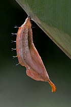 Orion (Historis orion) butterfly, chrysalis, Costa Rica