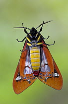 Tiger Moth (Dysschema leda) is brightly colored to advertise its distastefulness to potential predators, Costa Rica