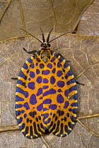 Leafroller (Pseudatteria leopardina) rare diurnal moth, Costa Rica