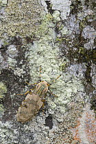 Footman Moth (Halysidota sp) cryptically colored, against bark of tree, Costa Rica