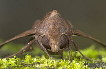 Hawk Moth (Enyo sp) portrait showing compound eyes, Costa Rica