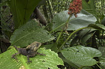 Helmeted Iguana (Corytophanes cristatus) in rainforest habitat, Costa Rica