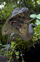 Helmeted Iguana (Corytophanes cristatus) portrait, Costa Rica