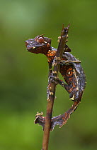 Fantastic Leaf-tail Gecko (Uroplatus phantasticus) clinging to a twig, Madagascar