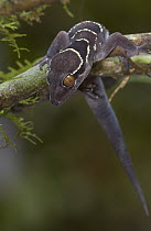 Banded Leaf-toed Gecko (Hemidactylus fasciatus) portrait, Guinea, West Africa
