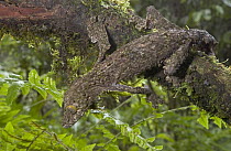 Leaf-tailed Gecko (Uroplatus sikorae) body covered in small flaps and fringes to distort its outline further blending it into its surroundings, Madagascar