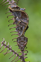 Fantastic Leaf-tail Gecko (Uroplatus phantasticus) becomes virtually invisible thanks to its leaf-like shape, pose and coloration, they can change their color easily due to chromatophores in their ski...