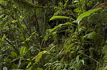 Iaraka River Leaf Chameleon (Brookesia vadoni) camouflaged in the rainforest, Madagascar