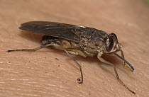 Tsetse Fly (Glossina sp) the main vector for trypanosomes, the parasite that causes African sleeping sickness, Guinea, West Africa