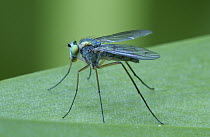 Long-legged Fly (Dolichopodidae) portrait, Australia