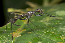 Stilt-legged Fly (Micropezidae) rubbing forelegs together to clean them, Guinea, West Africa
